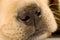 Close up on cute nose of a Labrador