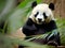close up cute panda eating bamboo, AI Generated