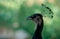 Close up of the cute peacock large bird on a green background