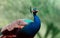 Close up of the cute peacock large  bird on a green background