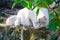 Close-up Cute Persian cat in grey color Curious blue eyes looking for something.