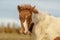 Close up of a cute pinto colored Icelandic horse foal