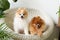 Close up of cute pomeranian puppy lying in wooden bed.