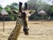 Close-up of a cute portrait of giraffe.