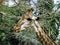 Close-up of a cute portrait of giraffe.