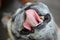 Close-up, cute pug dog, fat, smiling, happy teeth, long tongue, happy