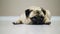 Close-up cute pug dog lies on the floor, falls asleep and looking at camera