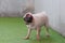 Close up cute of a pug puppy dog shaking water off his body on the ground after swim in local pool with tongue sticking out