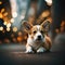 Close up of cute puppy dog welsh corgi sitting on ground