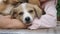 close-up of cute puppy posing for the camera while lying on the child's hand. love for animals.