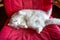 Close-up of a cute pure white british shorthair pet cat