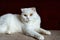 Close-up of a cute pure white british shorthair pet cat