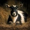 Close up of cute pygmy goat in straw, created using generative ai technology