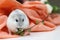 A close up of a cute russian dwarf hamster