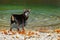 CLOSE UP: Cute senior miniature pinscher looks at camera while standing by pond