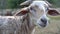 Close up of cute sheeps face, slow motion, soft light