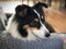 Close up on cute Shetland sheep dog resting on the armchair
