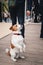 Close up of cute small dog Jack Russell Terrier sitting among a croud of people outdoors