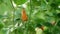 close-up cute small red pepper on chillie trees with green chillie trees background on a hot summer day. Idyllic country