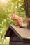 Close up cute squirrel sitting on wooden birdhouse