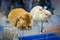 Close up cute two rabbits gray and red at an exhibition of animals sit on a cage