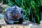 Close up of cute wombat - marsupial