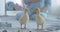 Close-up of cute yellow ducklings looking at camera with blurred Caucasian pregnant woman stroking belly at the