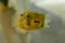 Close up of cute yellow puffer fish