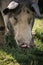 Close up of cute young hungry pig head looking at camera