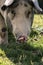 Close up of cute young hungry pig head looking at camera