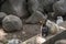 Close up cutie rabbit in Wat pra putthabat phu kwai ngoen at chiang khan district loei thailand