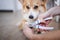 Close up of cutting dog nail with a nail clipper