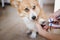 Close up of cutting dog nail with a nail clipper