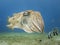 Close up of a cuttlefish swimming over the sea grass with bannerfish in the background in Dahab, Egypt