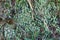 Close up of Cyan lichen and moss