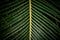 Close up of cycad leaf in dark background