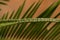 close-up of cycad leaves in background