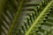 close-up of cycad leaves in background