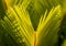 Close up cycad leaves  out door