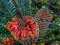 Close up of cycad with orange seeds in pod.