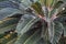 Close-up of cycadales cycads leaves