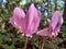 Close up of Cyclamen flowers with the background of the forest