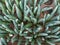 Close up Cylindrical snake plant background.Also known as the African spear or spear sansevieria.Dracaena angolensis