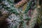 Close up on cylindropuntia leaf and plant
