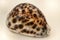 Close-up of Cypraea tigris, commonly known as the tiger cowrie