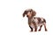 Close-up of Dachshund on white background