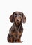 Close-up of Dachshund on white background