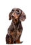 Close-up of Dachshund on white background