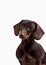 Close-up of Dachshund on white background