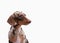 Close-up of Dachshund on white background